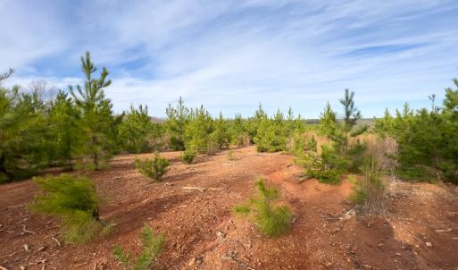 Photo #9 of SOLD property in Off Derby Road, Gretna, VA 123.1 acres