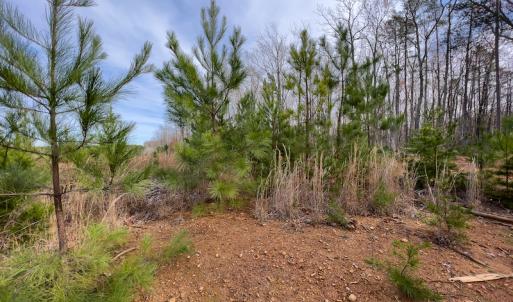 Photo #10 of SOLD property in Off Derby Road, Gretna, VA 123.1 acres