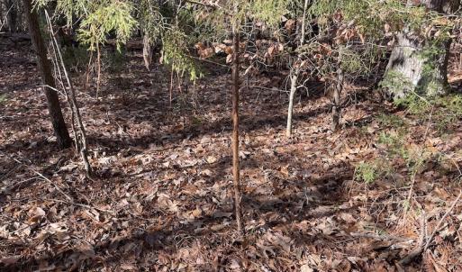 Photo #29 of 7368 Colonial Trail East, Surry, VA 35.7 acres
