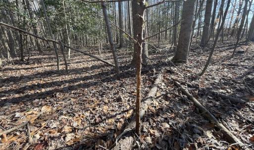 Photo #30 of 7368 Colonial Trail East, Surry, VA 35.7 acres