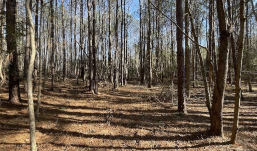 Photo #34 of 7368 Colonial Trail East, Surry, VA 35.7 acres