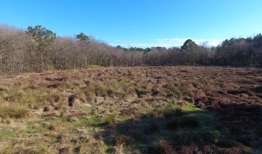 Photo #38 of SOLD property in Off Durwood Evans Road, Beulaville, NC 158.7 acres
