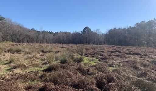 Photo #44 of SOLD property in Off Durwood Evans Road, Beulaville, NC 158.7 acres