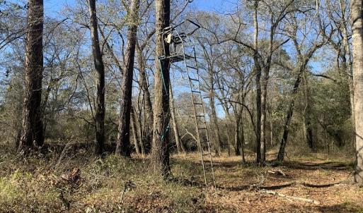 Photo #49 of SOLD property in Off Durwood Evans Road, Beulaville, NC 158.7 acres