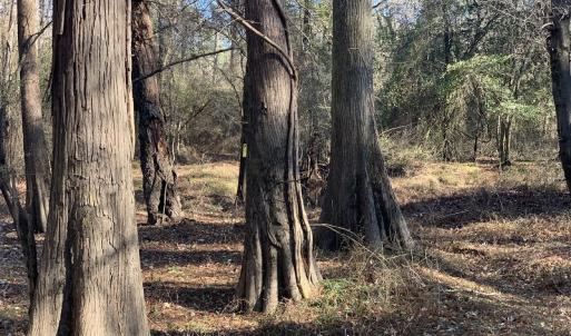 Photo #53 of SOLD property in Off Durwood Evans Road, Beulaville, NC 158.7 acres