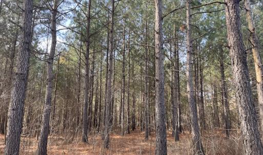 Photo #13 of SOLD property in 114 White Creek Road, Longs, SC 47.0 acres