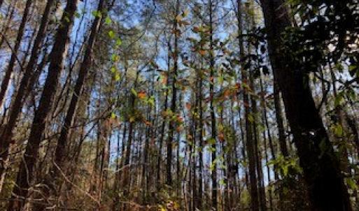 Photo #2 of SOLD property in Off Sykestown Rd., Currie, NC 16.0 acres