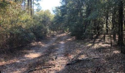 Photo #3 of SOLD property in Off Sykestown Rd., Currie, NC 16.0 acres