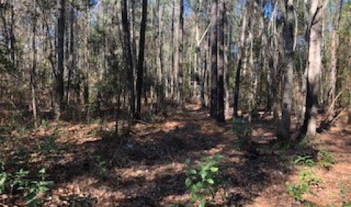 Photo #4 of SOLD property in Off Sykestown Rd., Currie, NC 16.0 acres