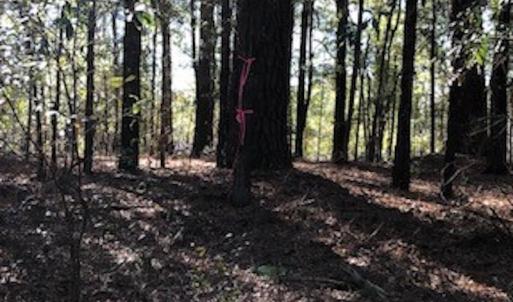 Photo #11 of SOLD property in Off Sykestown Rd., Currie, NC 16.0 acres