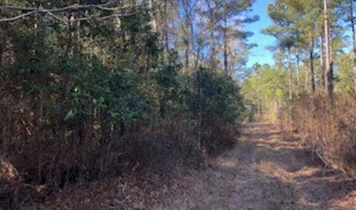 Photo #7 of SOLD property in Off Sykestown Rd., Currie, NC 16.0 acres