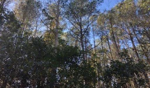 Photo #8 of SOLD property in Off Sykestown Rd., Currie, NC 16.0 acres