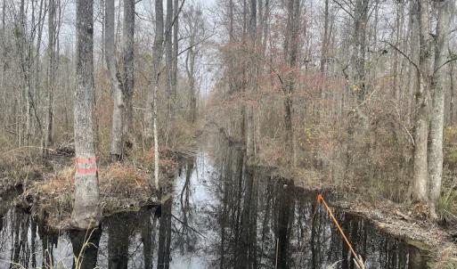 Photo #12 of Off Gum Swamp Road, Sellers , SC 125.0 acres