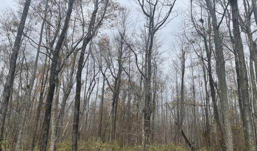 Photo #13 of Off Gum Swamp Road, Sellers , SC 125.0 acres