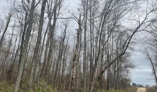 Photo #14 of Off Gum Swamp Road, Sellers , SC 125.0 acres