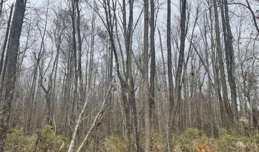 Photo #15 of Off Gum Swamp Road, Sellers , SC 125.0 acres