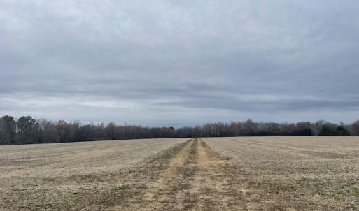 Photo #17 of Off Gum Swamp Road, Sellers , SC 125.0 acres