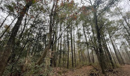 Photo #18 of Off Gum Swamp Road, Sellers , SC 125.0 acres
