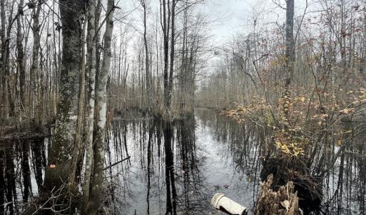 Photo #21 of Off Gum Swamp Road, Sellers , SC 125.0 acres
