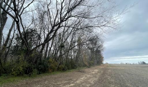 Photo #22 of Off Gum Swamp Road, Sellers , SC 125.0 acres