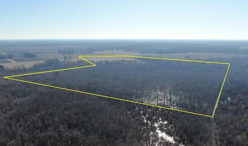 Photo #4 of Off Gum Swamp Road, Sellers , SC 125.0 acres