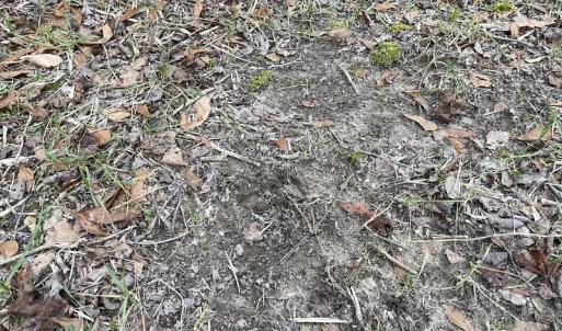 Photo #19 of SOLD property in Off Fortsville Rd, Drewryville, VA 74.0 acres