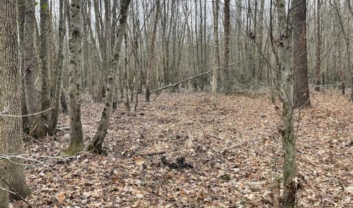 Photo #21 of Off Fortsville Rd, Drewryville, VA 74.0 acres