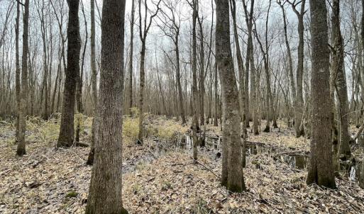 Photo #25 of Off Fortsville Rd, Drewryville, VA 74.0 acres