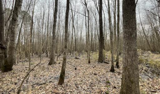 Photo #26 of Off Fortsville Rd, Drewryville, VA 74.0 acres