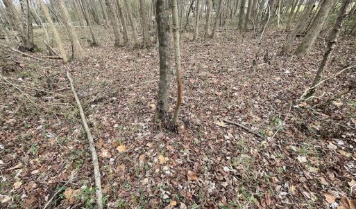 Photo #34 of Off Fortsville Rd, Drewryville, VA 74.0 acres