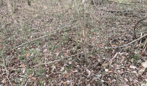 Photo #35 of Off Fortsville Rd, Drewryville, VA 74.0 acres