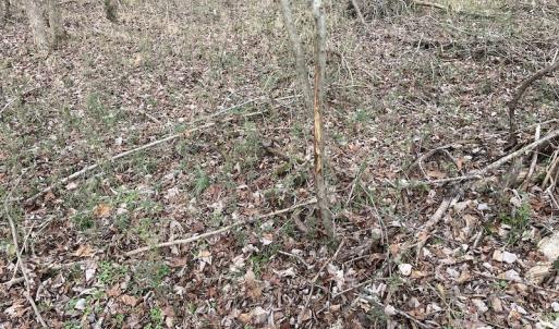 Photo #35 of SOLD property in Off Fortsville Rd, Drewryville, VA 74.0 acres