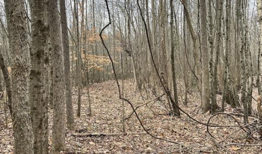 Photo #43 of Off Fortsville Rd, Drewryville, VA 74.0 acres