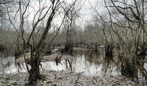 Photo #49 of SOLD property in Off Fortsville Rd, Drewryville, VA 74.0 acres