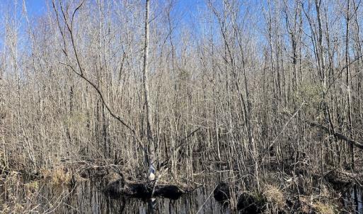 Photo #21 of Off Hwy 308, Galivant's Ferry, SC 102.0 acres