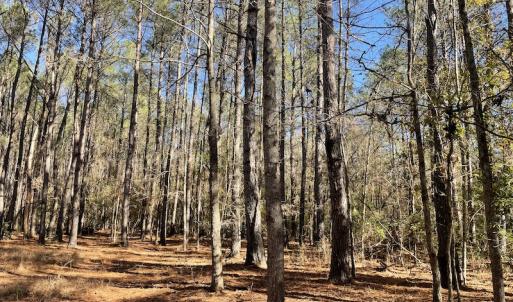 Photo #23 of Off Hwy 308, Galivant's Ferry, SC 102.0 acres