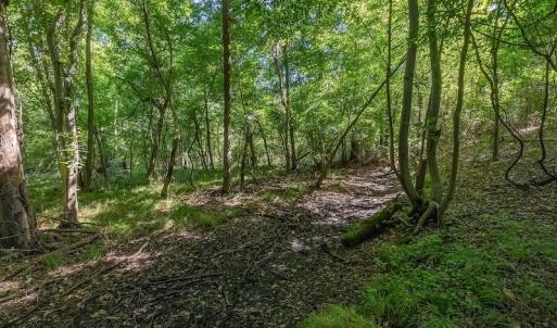 Photo #18 of SOLD property in Off Henderson Road  , Trenton, NC 31.5 acres