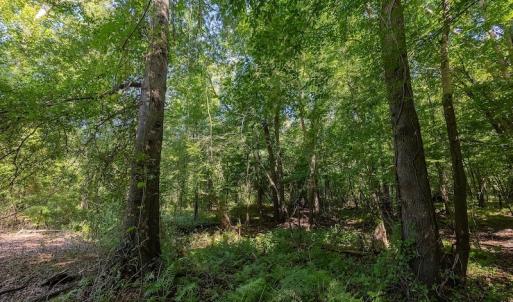 Photo #20 of SOLD property in Off Henderson Road  , Trenton, NC 31.5 acres