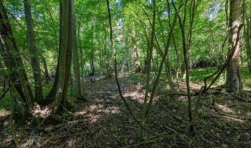Photo #21 of SOLD property in Off Henderson Road  , Trenton, NC 31.5 acres