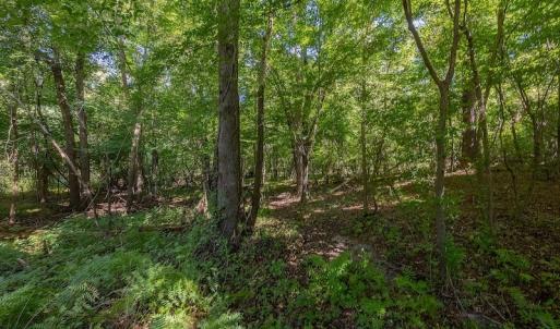 Photo #22 of SOLD property in Off Henderson Road  , Trenton, NC 31.5 acres
