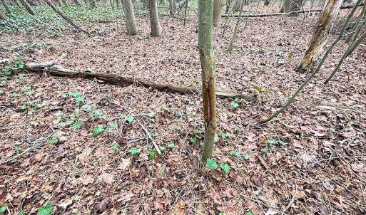 Photo #17 of SOLD property in Off Franktown Rd , Franktown, VA 10.0 acres