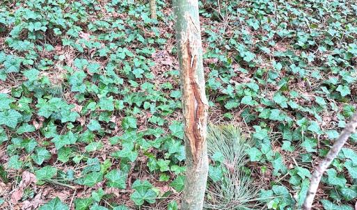 Photo #18 of SOLD property in Off Franktown Rd , Franktown, VA 10.0 acres