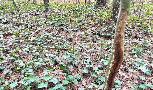 Photo #19 of SOLD property in Off Franktown Rd , Franktown, VA 10.0 acres