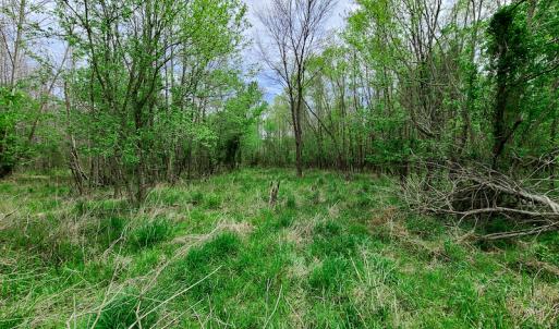 Photo #12 of Off Walnut Creek Lane , Danville, VA 126.0 acres