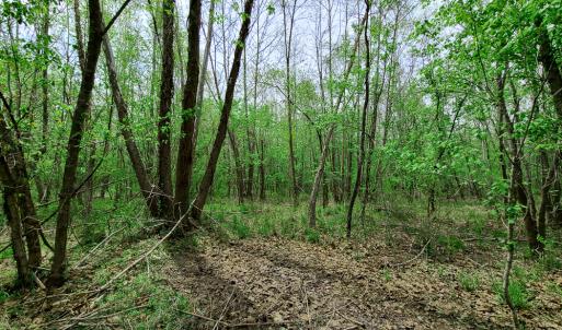 Photo #14 of Off Walnut Creek Lane , Danville, VA 126.0 acres