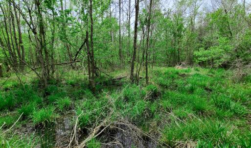 Photo #17 of Off Walnut Creek Lane , Danville, VA 126.0 acres