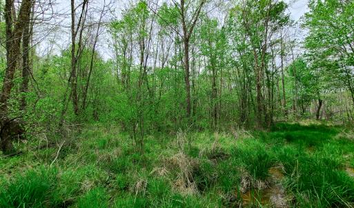 Photo #19 of Off Walnut Creek Lane , Danville, VA 126.0 acres