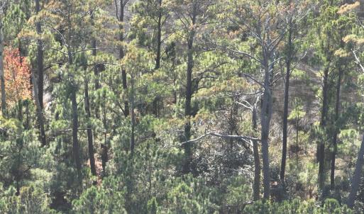 Photo #7 of SOLD property in Off Hog Quarter Road, Powells Point, NC 37.2 acres