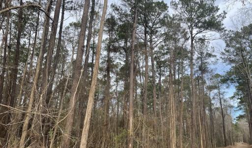 Photo #8 of 1620 Jonestown Road, Galivants Ferry, SC 20.0 acres