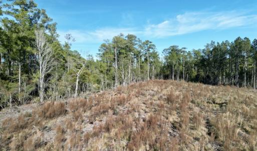 Photo #13 of SOLD property in Off Upper Neck Rd, Bayboro, NC 6.9 acres